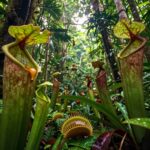 plantas carnívoras gigantes